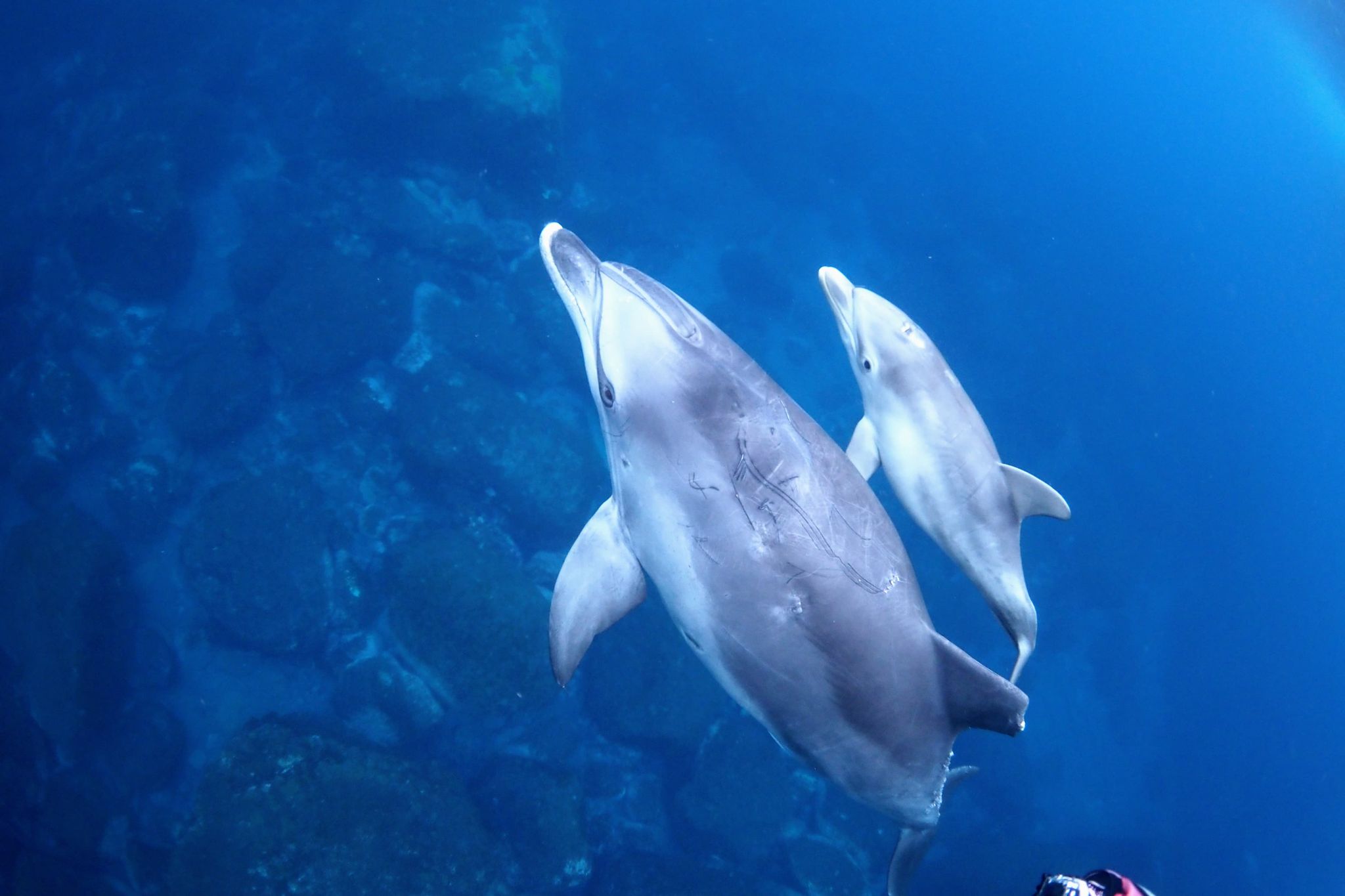 TOKYO DIVING CENTER on X: 