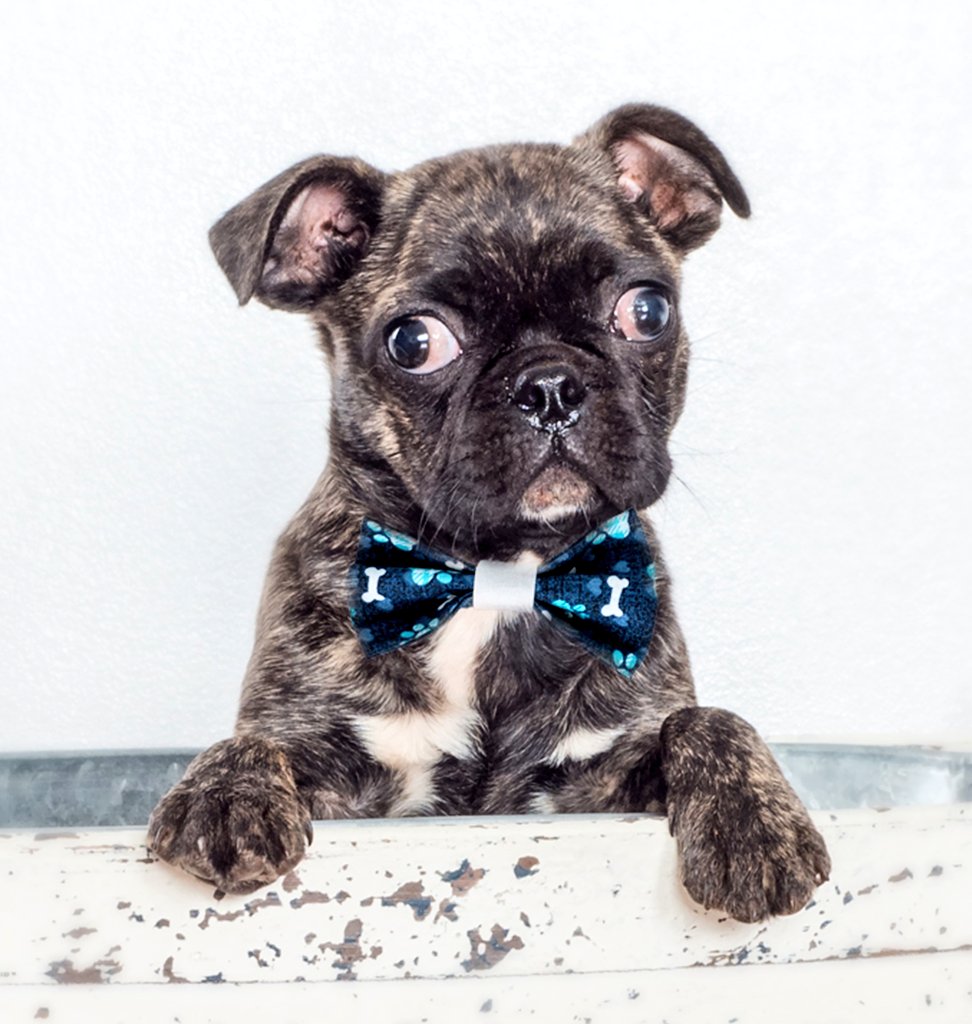 Puppy passion can include fashion!

#charlottenc #tiemyknot #petfashion #dog #puppy