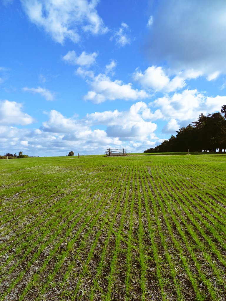 Asegurando pastoreos de primer año en PPM. Siembra cruzadas 45°, alta población inicial. Festuca (20), blanco (4) y rojo (4). Agua cerca...