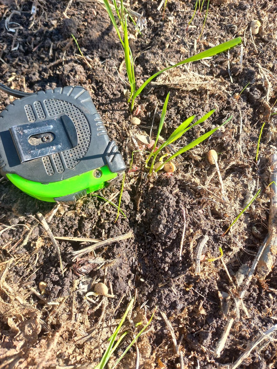 Recuento de población inicial en este Ñandubay. Próximamente N+S. 250 pl/m. Pensando en control de RG guacho que se nos escapa de los pre en barbecho. Sube el trigo, baja el N, aumentamos los pisos de R? 🙄