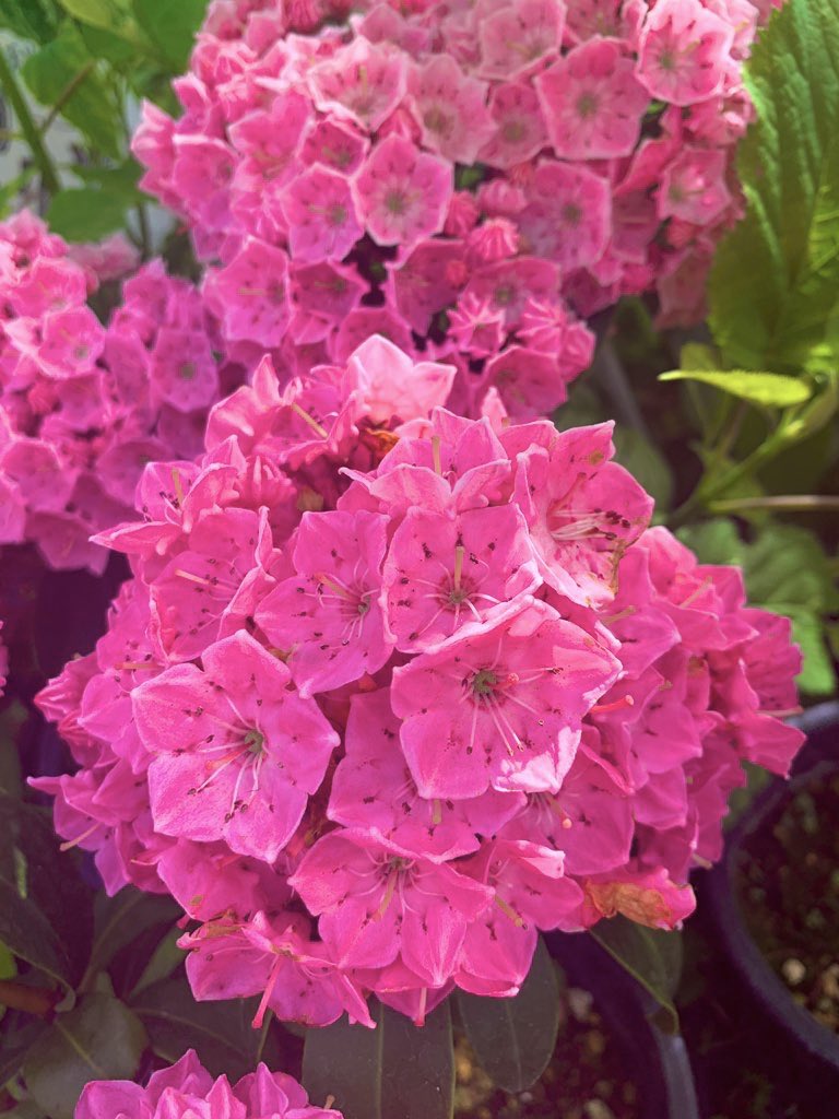 تويتر てん على تويتر Sar 綺麗な色ですよね تويتر てん على تويتر Sar 綺麗な色ですよね