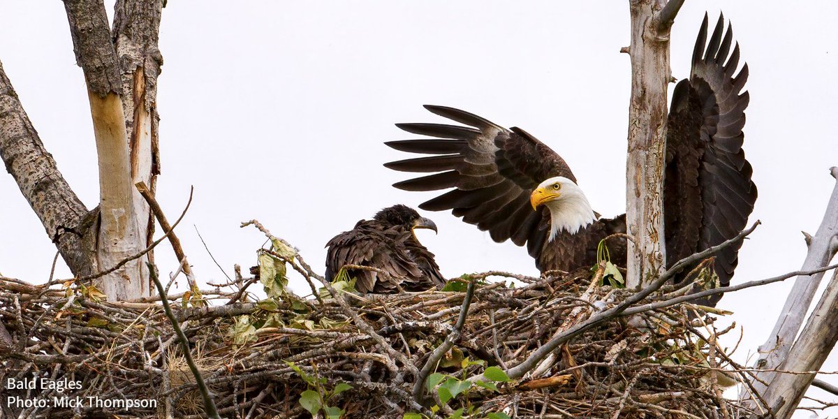 Audubon Society tweet media