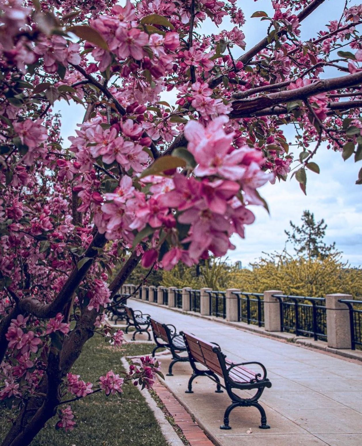 Explore Edmonton on Twitter "Victoria Promenade in bloom 🌸 