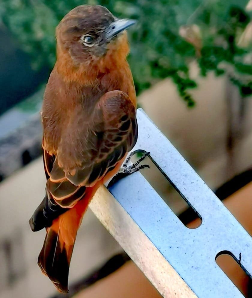 O #sabiá laranjeira na minha #janela
Orange ground- #thrush in my #window

#NaturePhotography by me 

#wildlife #beautiful #natureza #photographer 
#Monday #bird #birbphotography #fotografia #cute #beauty

#thursdayvibes #TwitterNatureCommunity #Cosmos 

<a href="/StormHour/">#StormHour</a> <a href="/ThePhotoHour/">#ThePhotoHour</a>