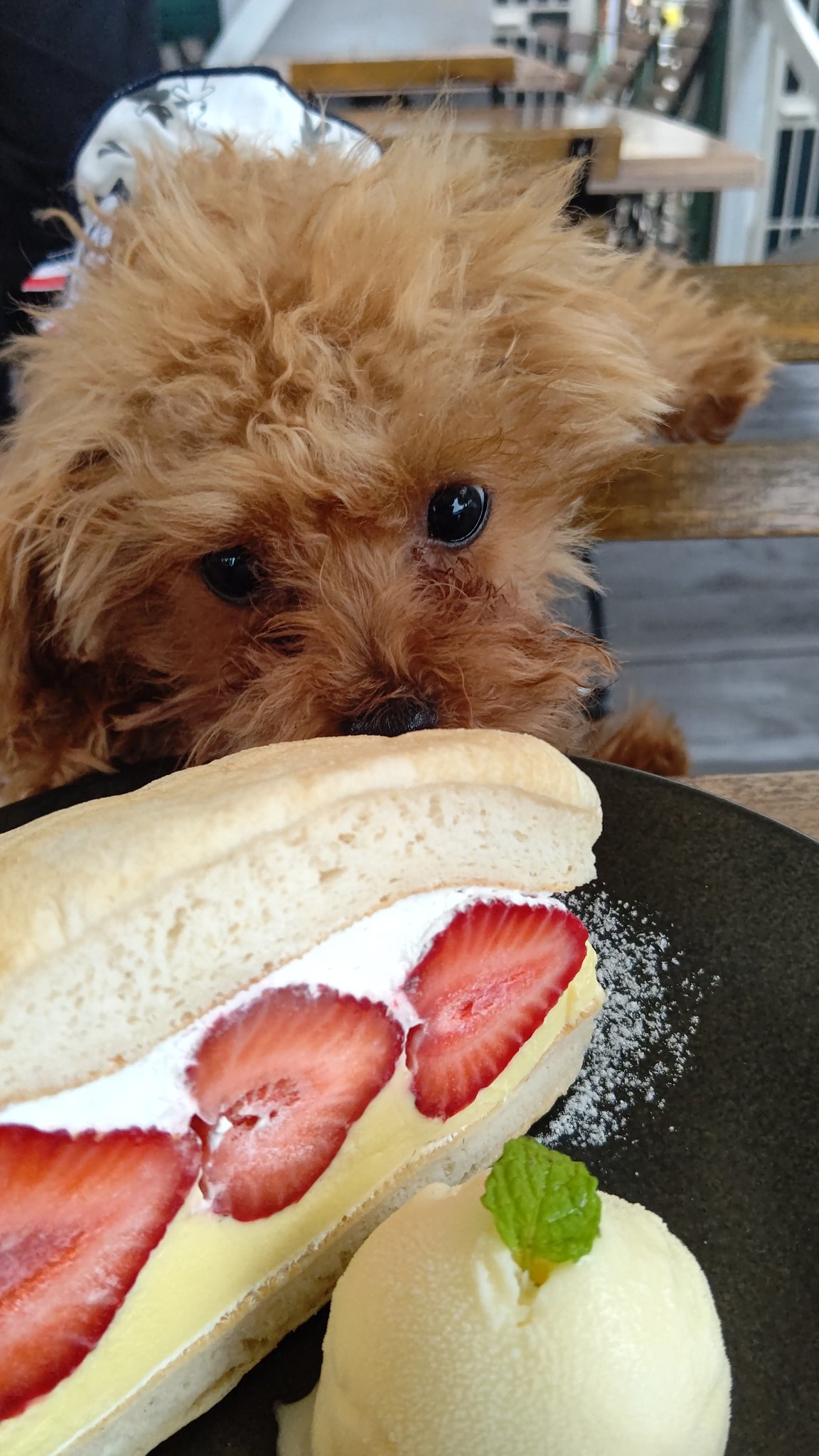 柚子 ハーフバースデー 6ヶ月おめでとう 元気に育ってくれてありがとう これからも宜しくね トイプードル トイプー 犬との暮らし 犬好き ハーフバースデイ T Co Tqoozaqyit Twitter