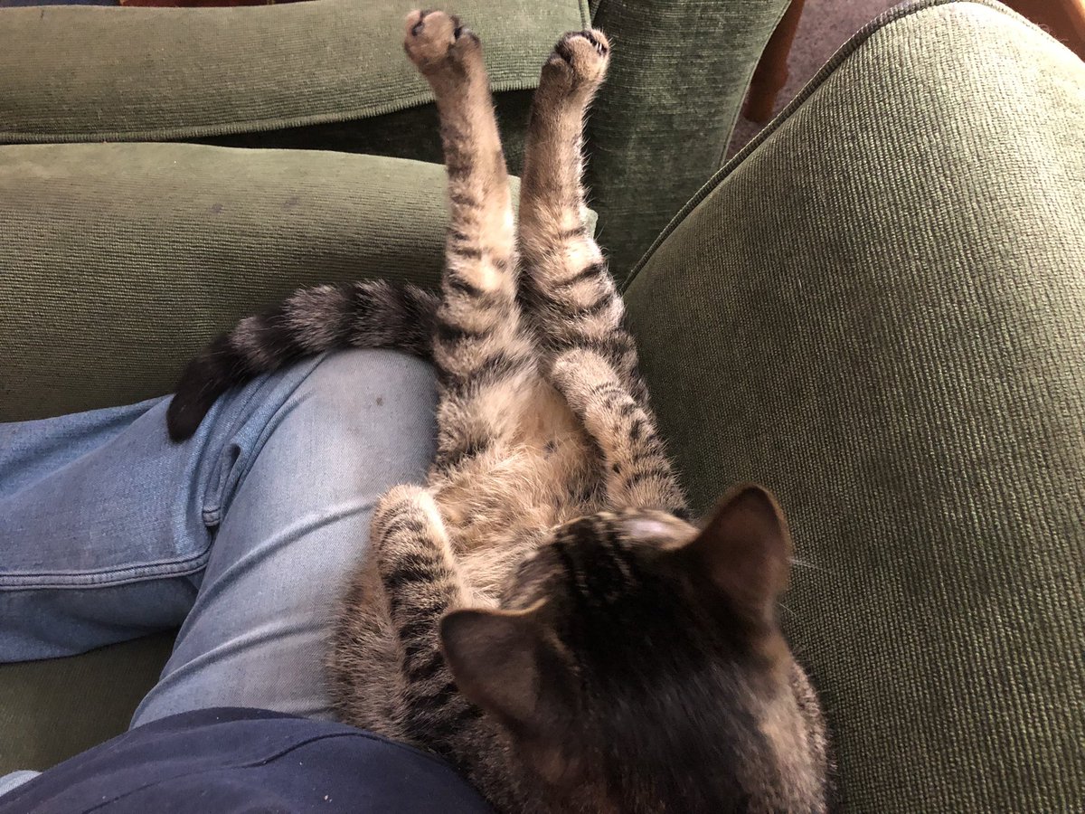 ND_BravesFAN's tweet photo. Leo been sitting here like this for around an hour. #ContortionistCAT https://t.co/iKYXjBj6Sh
