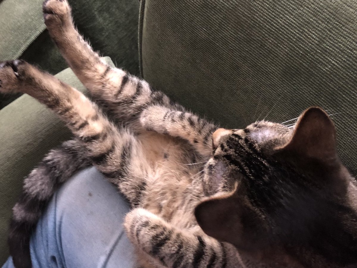 ND_BravesFAN's tweet photo. Leo been sitting here like this for around an hour. #ContortionistCAT https://t.co/iKYXjBj6Sh