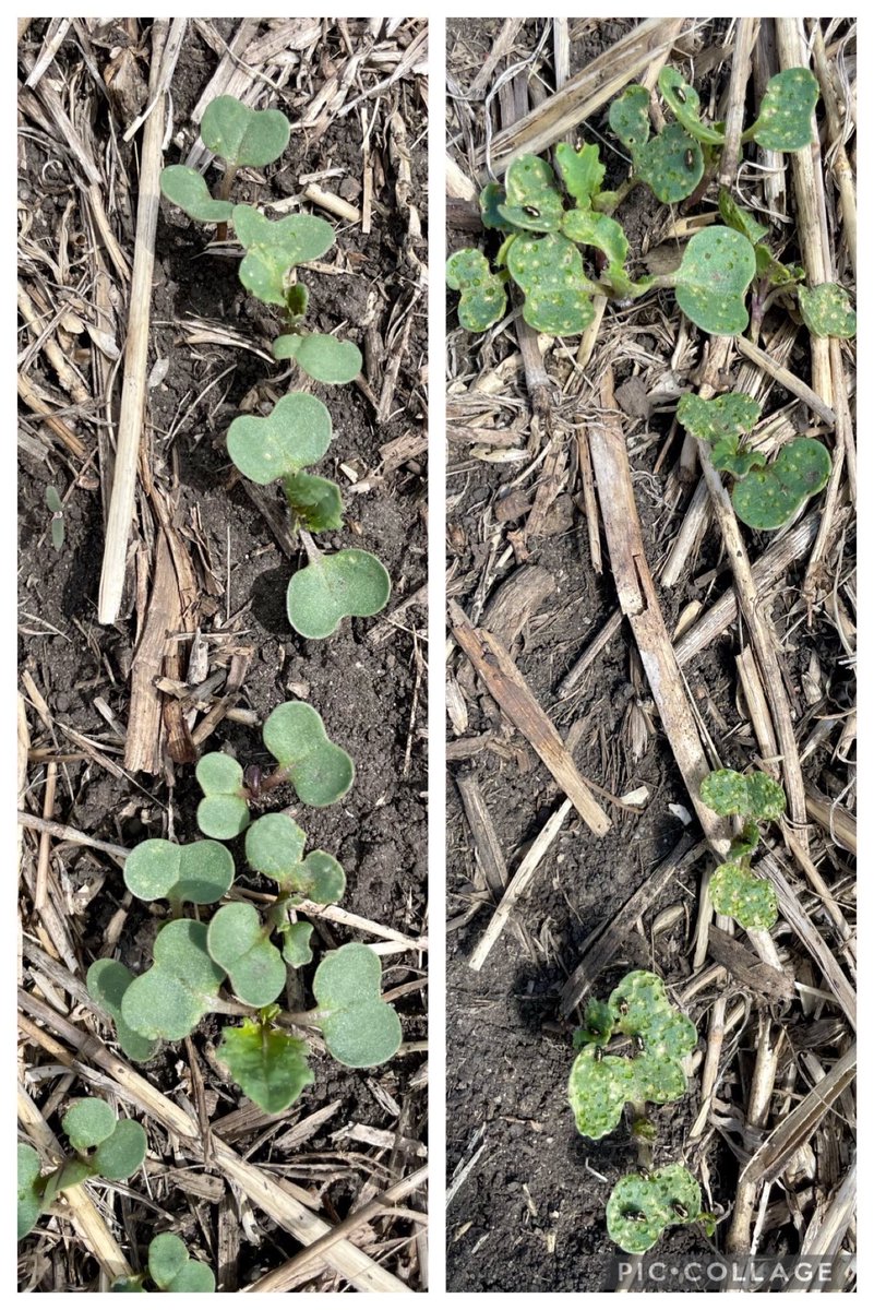 Arvel Lawson tweet media