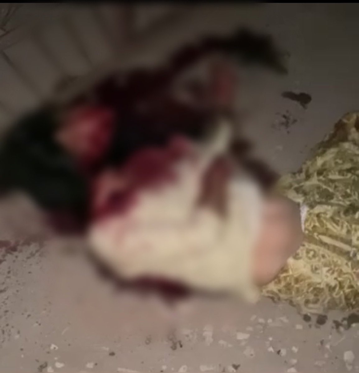 अभी सिद्धू मुस्सेवाला की चित्ता को आग भी नही लगी और पटियाला में बड़ी बेरहमी से बीच सड़क पे एक माँ और बेटी को मार दिया गया । क़ानून के नाम पर पंजाब में जंगल राज है, <a href="/ArvindKejriwal/">Arvind Kejriwal</a> और <a href="/raghav_chadha/">Raghav Chadha</a> ने पुलिस को अपने निजी खुन्दक निकालने के लिए काम पर लगा दिया है ।