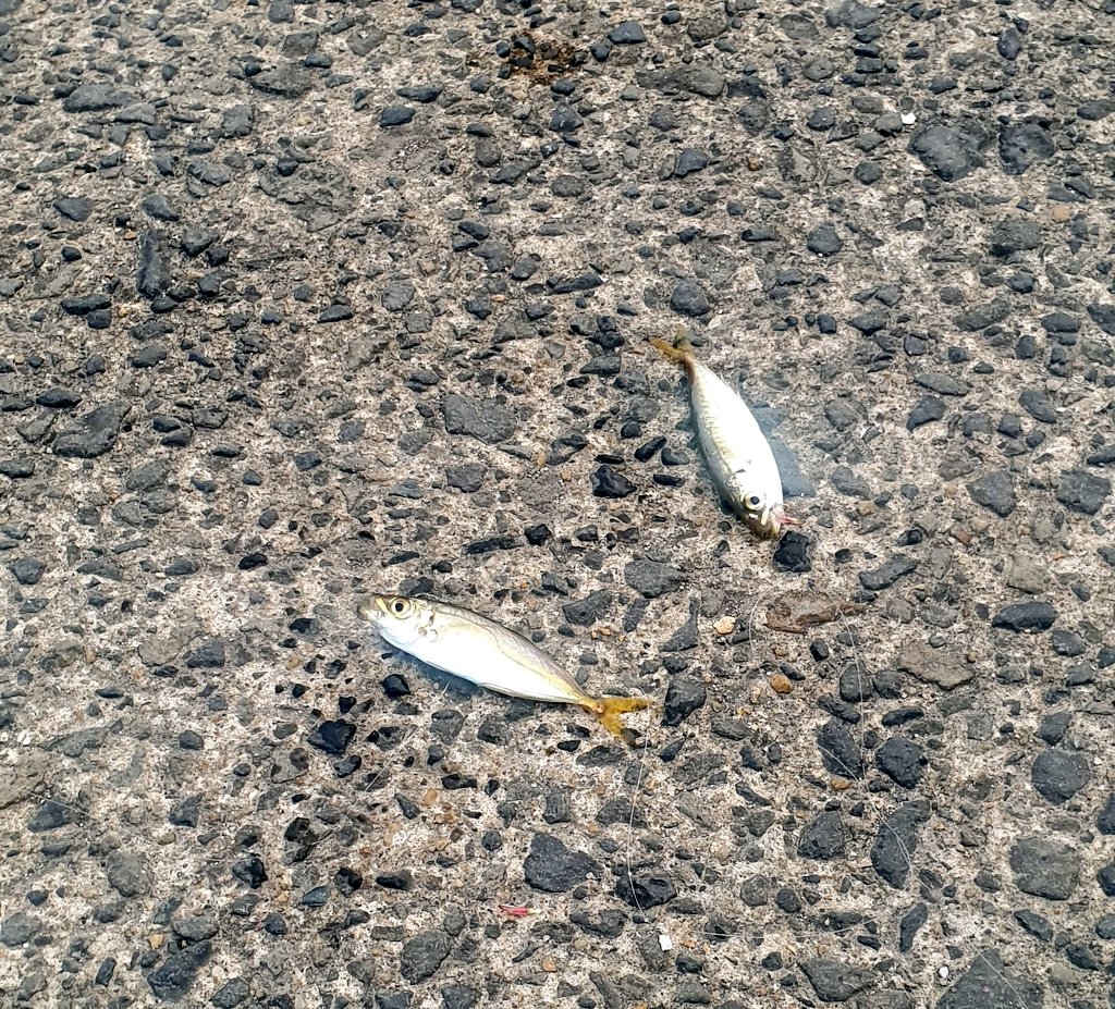 Maya_____k's tweet photo. 久しぶりに昨日の夜から釣りへ🎣
海で朝日を見ながら贅沢なコーヒータイム☕

一晩この猫ちゃんが一緒に過ごしてくれました(ただ魚が食べたくて釣れるのを待ってただけ🤣)

遠足気分でお菓子や🍙などいろいろ準備して、荷物は全然ミニマルじゃなかったけど楽しかった！ https://t.co/DLjufQQZux