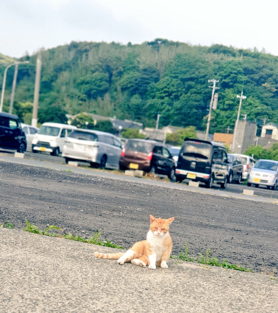 Maya_____k's tweet photo. 久しぶりに昨日の夜から釣りへ🎣
海で朝日を見ながら贅沢なコーヒータイム☕

一晩この猫ちゃんが一緒に過ごしてくれました(ただ魚が食べたくて釣れるのを待ってただけ🤣)

遠足気分でお菓子や🍙などいろいろ準備して、荷物は全然ミニマルじゃなかったけど楽しかった！ https://t.co/DLjufQQZux