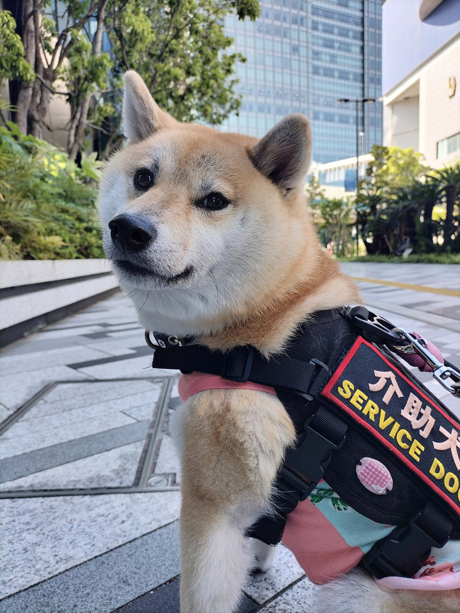 介助犬と桃にゃん 柴犬の介助犬留奈 と29日に 浜松町で行われた ドールショウ66 に行った際の 動画をアップしました 動画はこちら T Co Wszftrtfuv 柴犬 介助犬 介助犬留奈 犬 可愛い犬 柴犬のいる生活 補助犬 犬のいる暮らし