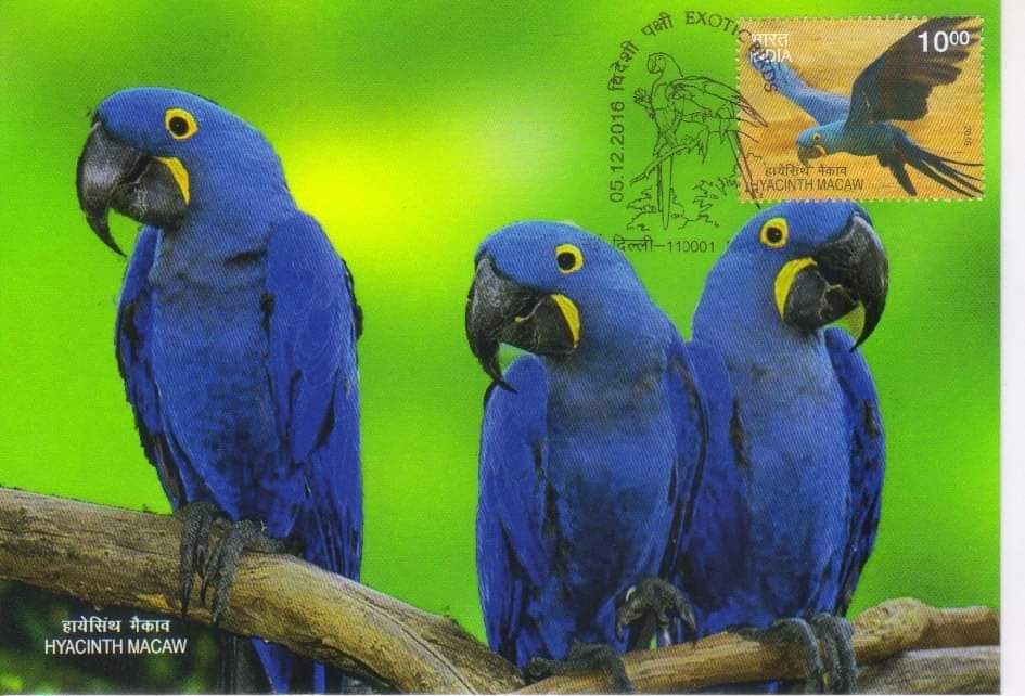 KPSbangalore's tweet photo. May 31 is #WorldParrotDay, a day to appreciate these incredible #birds and raise awareness of their plight.
These are the set of  #picturepostcards on #exoticbirds by #IndiaPost with #stamp and cancellation available at Epost
PC : Sushil Mehra

#philately #Parrot #stampcollecting https://t.co/q0cLGDjpMo