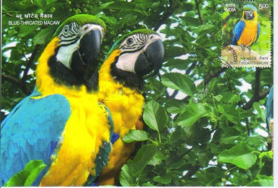 May 31 is #WorldParrotDay, a day to appreciate these incredible #birds and raise awareness of their plight.
These are the set of  #picturepostcards on #exoticbirds by #IndiaPost with #stamp and cancellation available at Epost
PC : Sushil Mehra

#philately #Parrot #stampcollecting