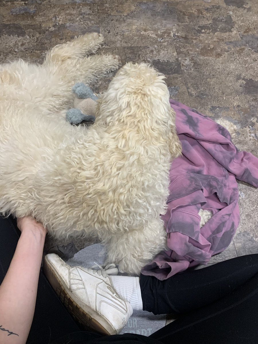 Ahmb94's tweet photo. There is a serious vet shortage in Ontario. I called 5 emergency animal hospitals and only one accepted my baby after he began to get worse. Thankful for Ottawa Veterinary Clinic on Boyd Ave.https://t.co/Onp0yiW4Fw https://t.co/cwvYwedUFc