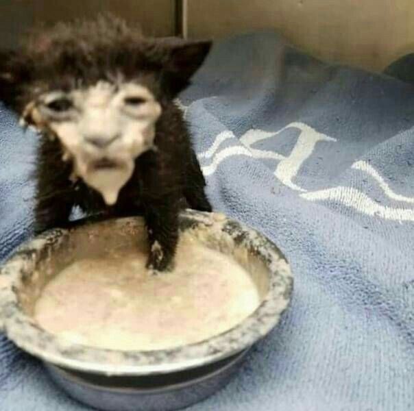 hbd abang tututut, abang tukang baso kasih aku makanan dong. aku laper😘😖🥶