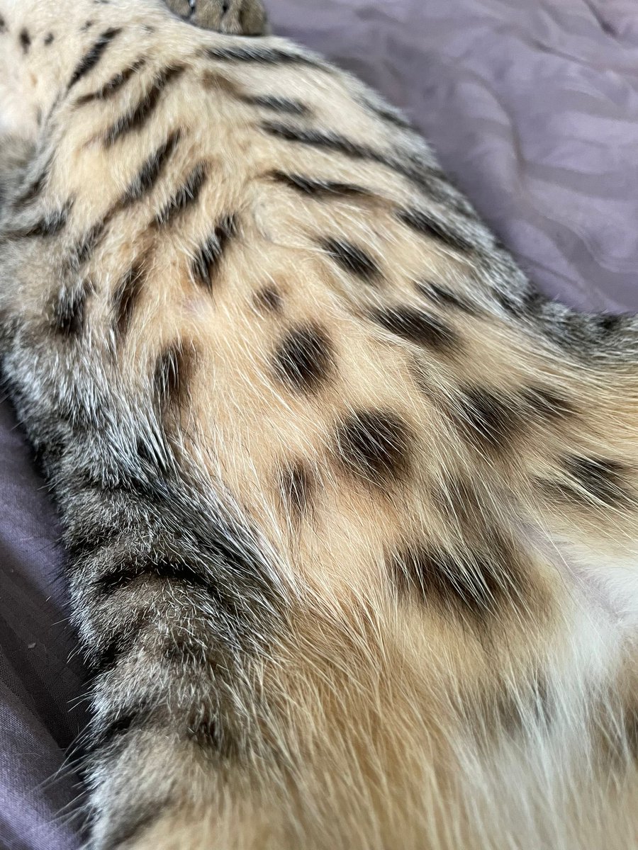 PerspicuousNews's tweet photo. On a windy &amp; chilly ‘feels like 6C’ day, appreciate beautiful things like a butterfly, unicorn cappuccino, knitted tree and a soft kitty’s belly.  There is joy all around us! #everydaybeauty #mentalhealth #happiness #smallthings #bloodpressure #peace #waystowarmup #makelifefun https://t.co/9aickgqK5Y