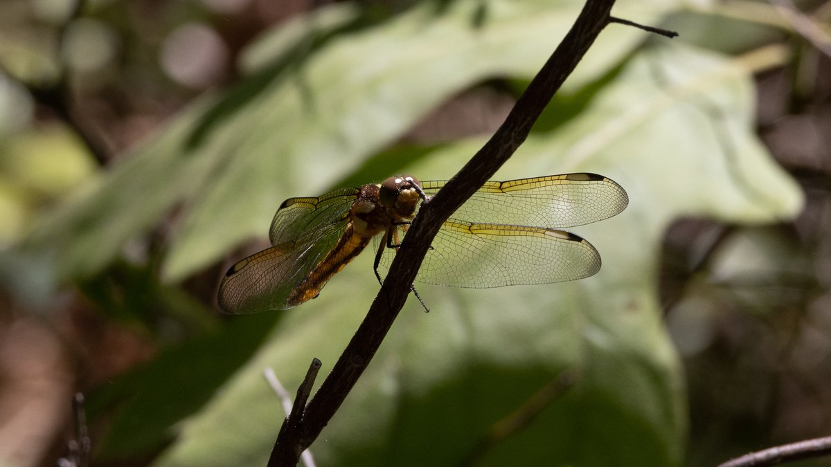 duositex's tweet image. #MayPatternChallenge