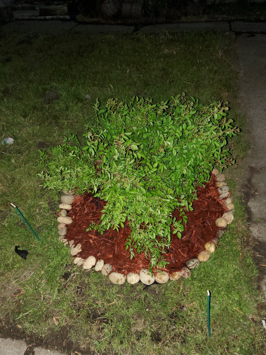 MsBijouBargain's tweet photo. I transplanted my mini rose bush. It's 2 years old. Have you had to move any plants this year? https://t.co/wdJTGHWCuq