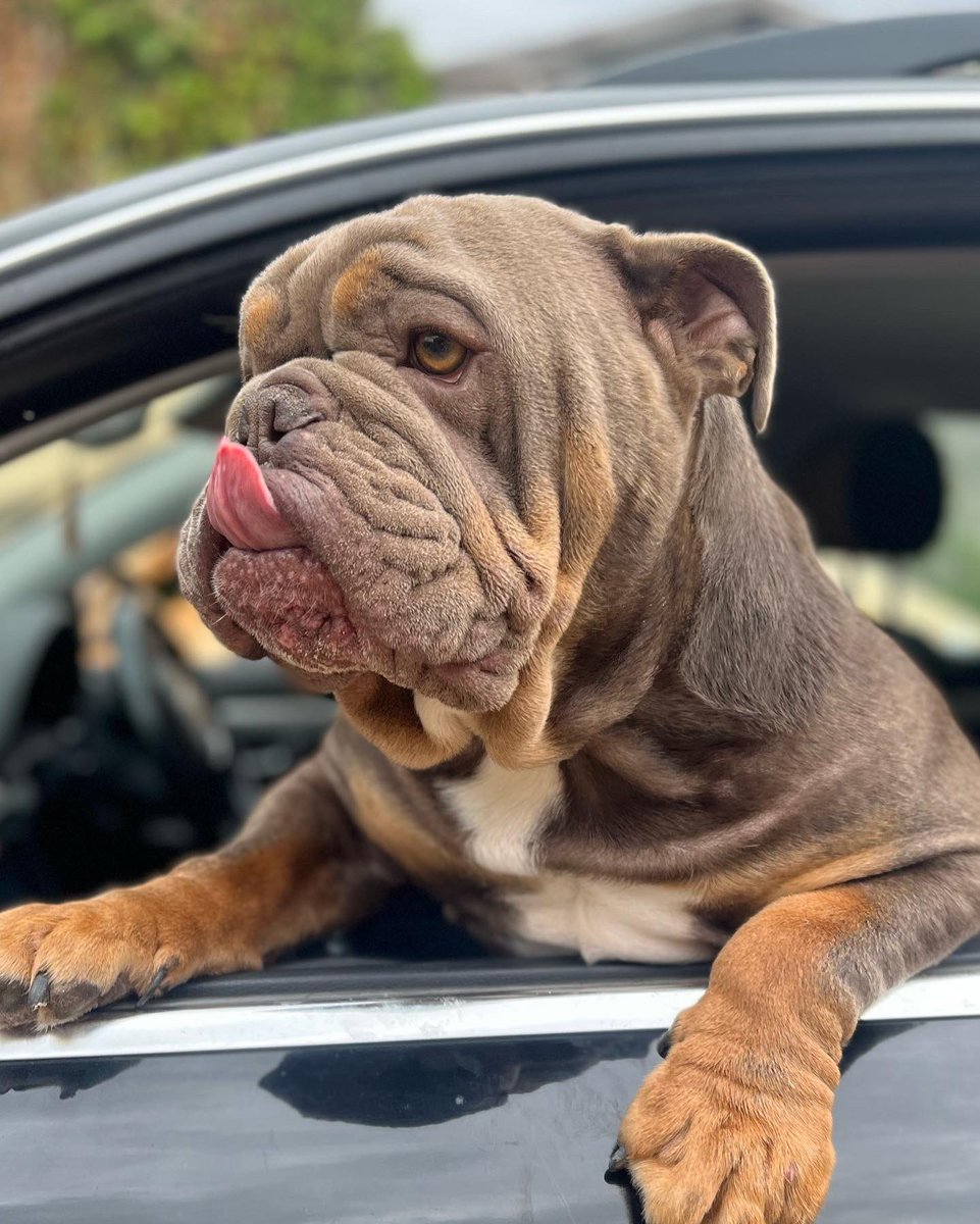 Incredibulls Southwest LTD tweet media