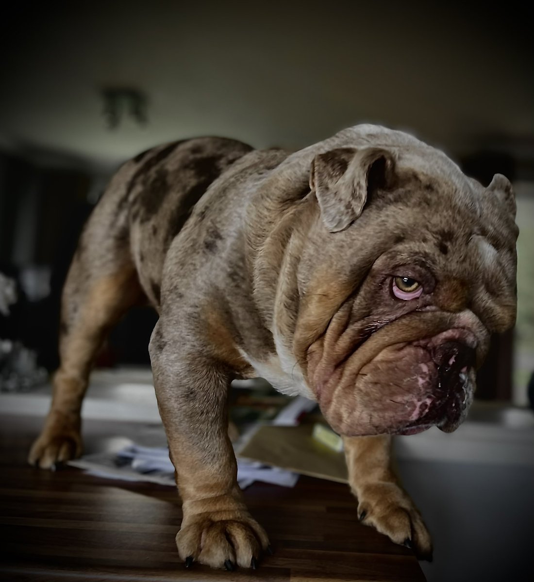 Incredibulls Southwest LTD tweet media