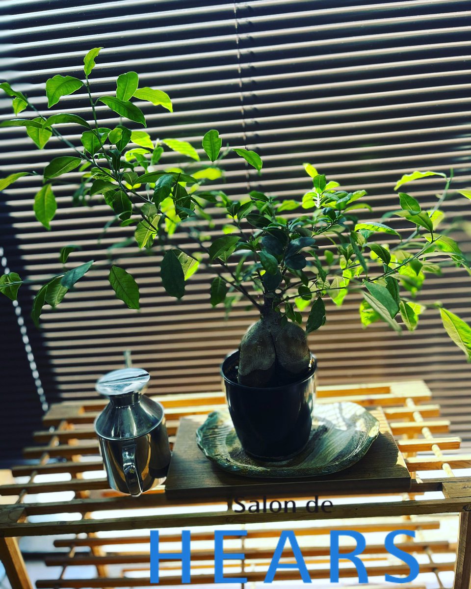 hearzLab's tweet photo. Salon green

#マイクロバブルシャワー美容室、
#モイストカラー、#モイストパーマ、
＃眉カット出雲市、
＃肌診断出雲市、
#出雲髪質改善、
#クセ毛が治るストレートトリートメントＦit、
＃出雲市ヘアークリニックサロン、
#ボリュームUPトリートメントＦit、
＃ノンジアミンカラー専門出雲市、 https://t.co/oZku3DWdEe