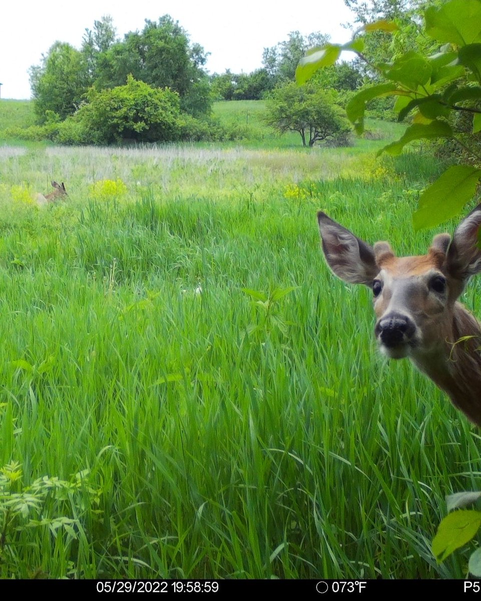 It's that time of year to start watching them bones grow! Lil buck wanted to say hello!

Check out what Spartan has to offer at go.spartancamera.com/?ref=xNJKI4miO… 
Use my code NATHANROEMER to save 10% <a href="/spartancamera/">Spartan Camera</a>