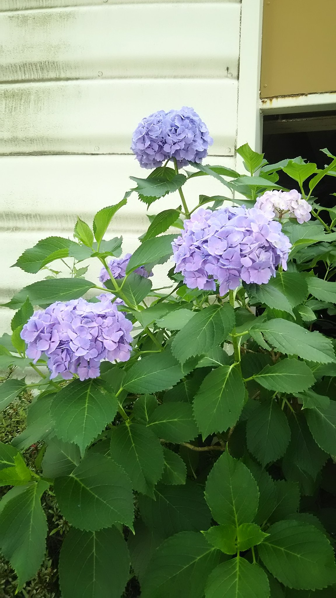 تويتر さいたまの獅子男 ししお على تويتر 5月も終わり 6月に突入します 6月といえば さいたま市西区の花にも指定されている あじさい です あじさいは初夏の風物詩として親しまれています T Co G3fkkmffsk