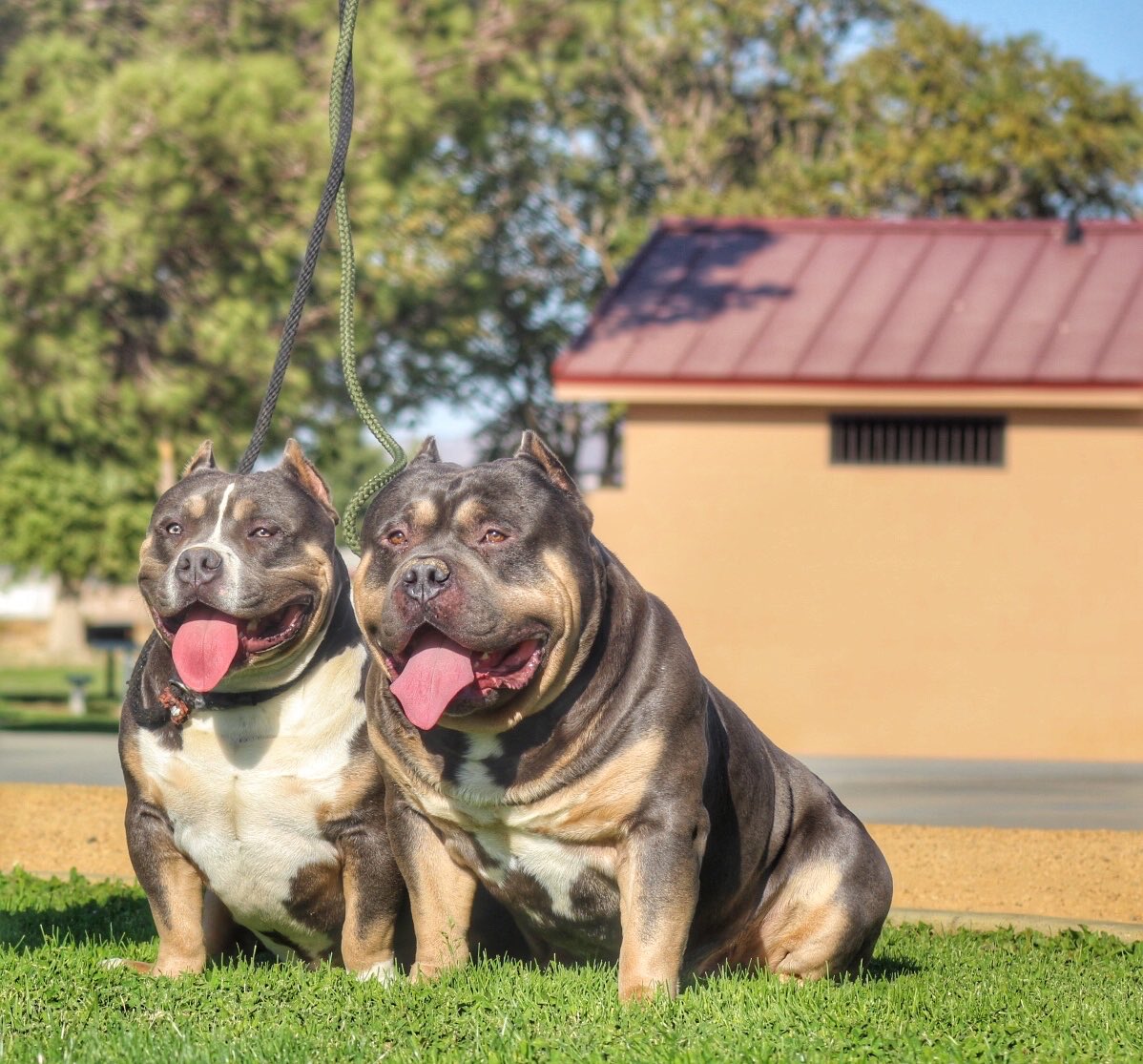 BLOCKCHAINBNFT's tweet photo. https://t.co/cPAGLCSs7J

What’s your favorite #dog #breed? 

#SpacesHost #pets #InstantMoneyMondays #facts #dogs #DogsofTwittter #americanbully #bulliesoftwitter #americanbully #nfts #join #trending #NFTGame #PlayToEarn #sol #eth #poly https://t.co/MfyNPOXGwP