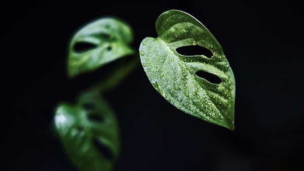 [In-person: June 2] Biomimetics, the Eloquent Response from Nature to the Carbon Footprint Challenge - the session will dig deep into how design, construction, operation, maintenance and disposal releted and affected each other. Join now bit.ly/3lVOLJd