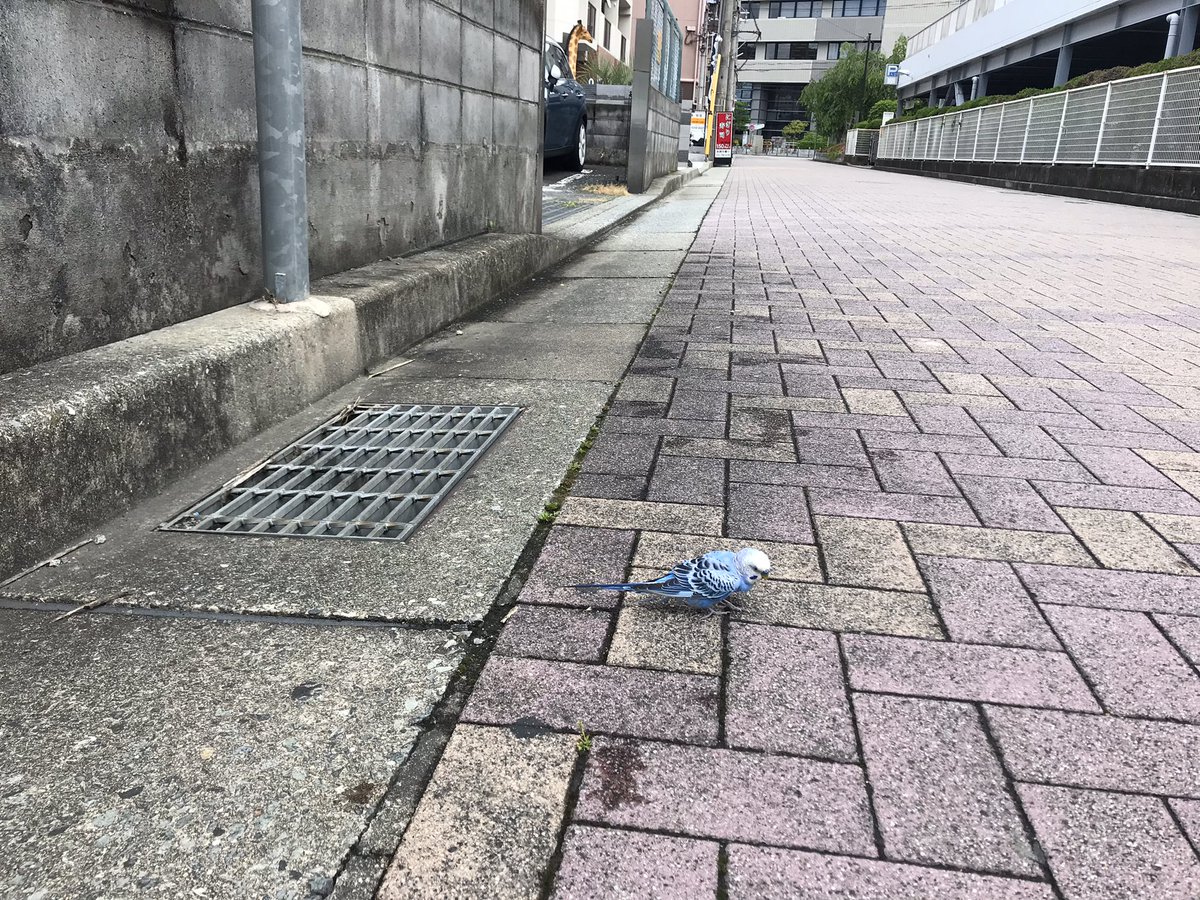rays_max_'s tweet photo. #インコ迷子 https://t.co/cgmukZ1RfU