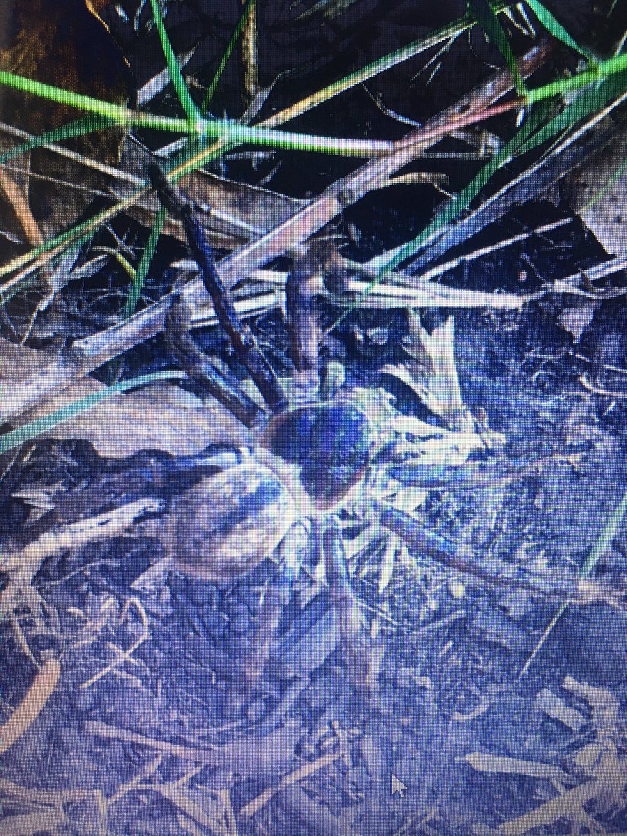 fdfernandez32's tweet photo. @Arachno_Cosas hola,buenos aires,mar del plata. Argentina,me podrías decir si es de IM https://t.co/v7eEGfMkMi