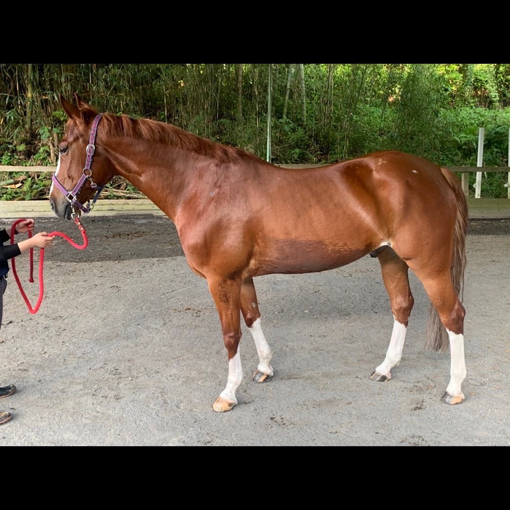 horsmartcom's tweet photo. 【6月オークション上場馬】
馬名:アマデウスソウル
年齢:11歳
性別:セン
品種:日本乗系
紹介ページ:https://t.co/12s0FwUeWX
#馬 #売り馬 #horse #horsesale #乗馬 #馬術 #horsmart #ホースマート https://t.co/iKWN9CagZc