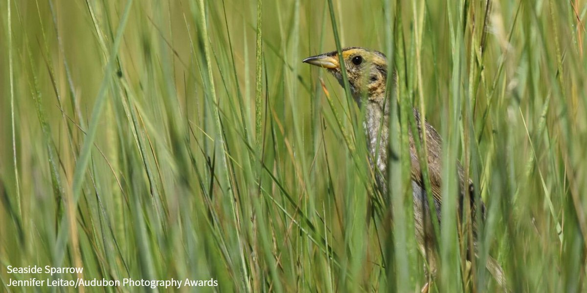 Audubon Society tweet media