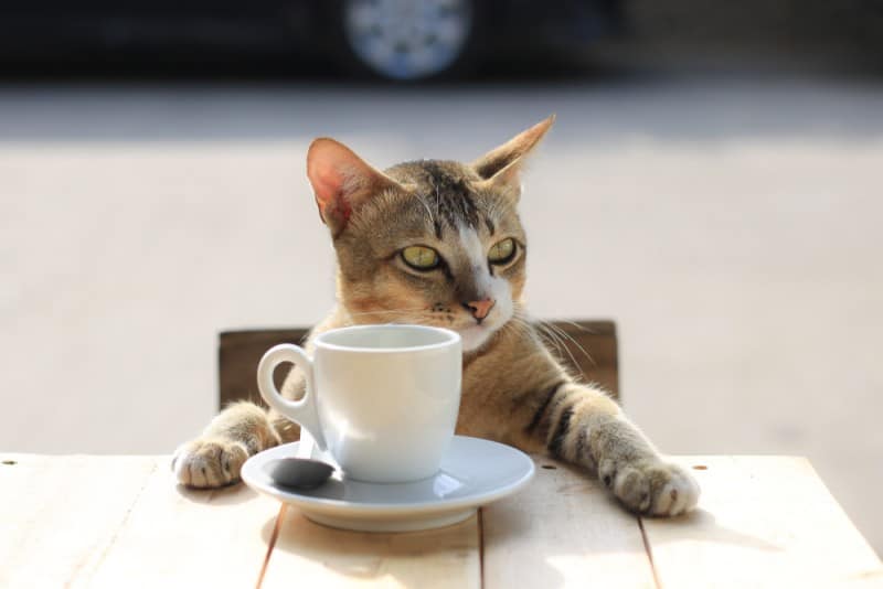 ما بين كُل اللحظات
تزيدُ رغبتي في أن تكوني معي،
مع كل فِنجان قهوة "❤️☕️
#صباح_الخير