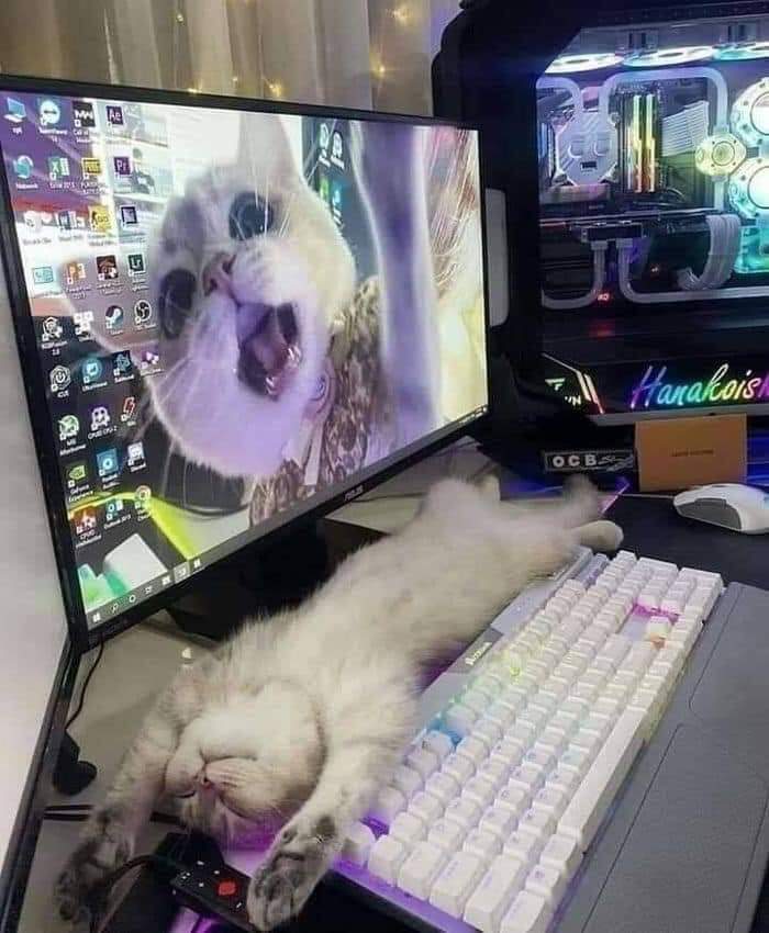 cats being weird little guys 👅 (@weirdlilguys) on Twitter photo 