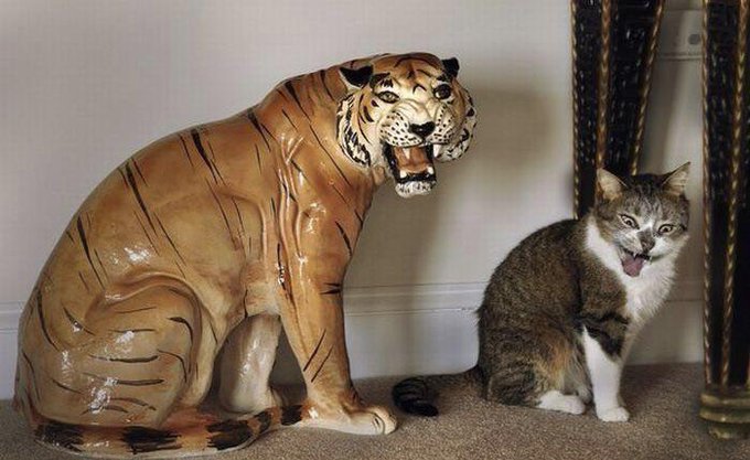 smart big tiger and dumb little tiger