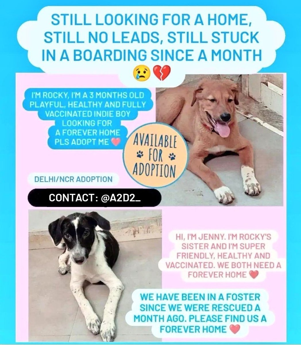A2D2_'s tweet photo. Running out of options 😢 #AdoptionAlert #DelhiNCR #AdoptDontShop 🐾 https://t.co/yRczjcDRgO