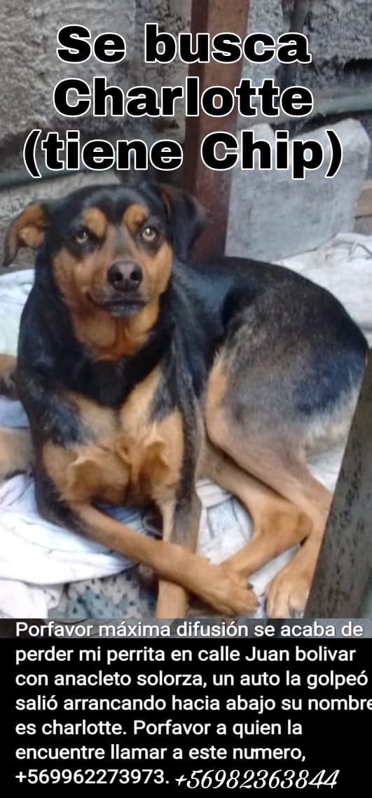 Anneth3ap's tweet photo. #Antofagasta #perritaperdida https://t.co/le0Vl0ktX5