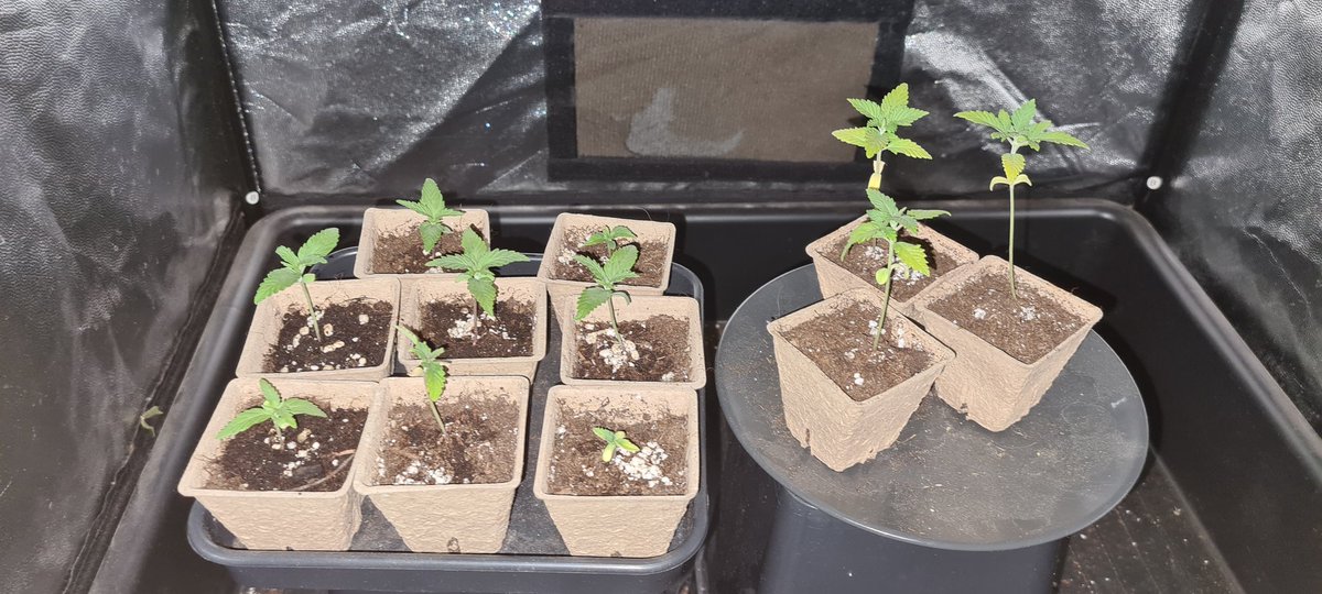 Eskaxamatas tweet media