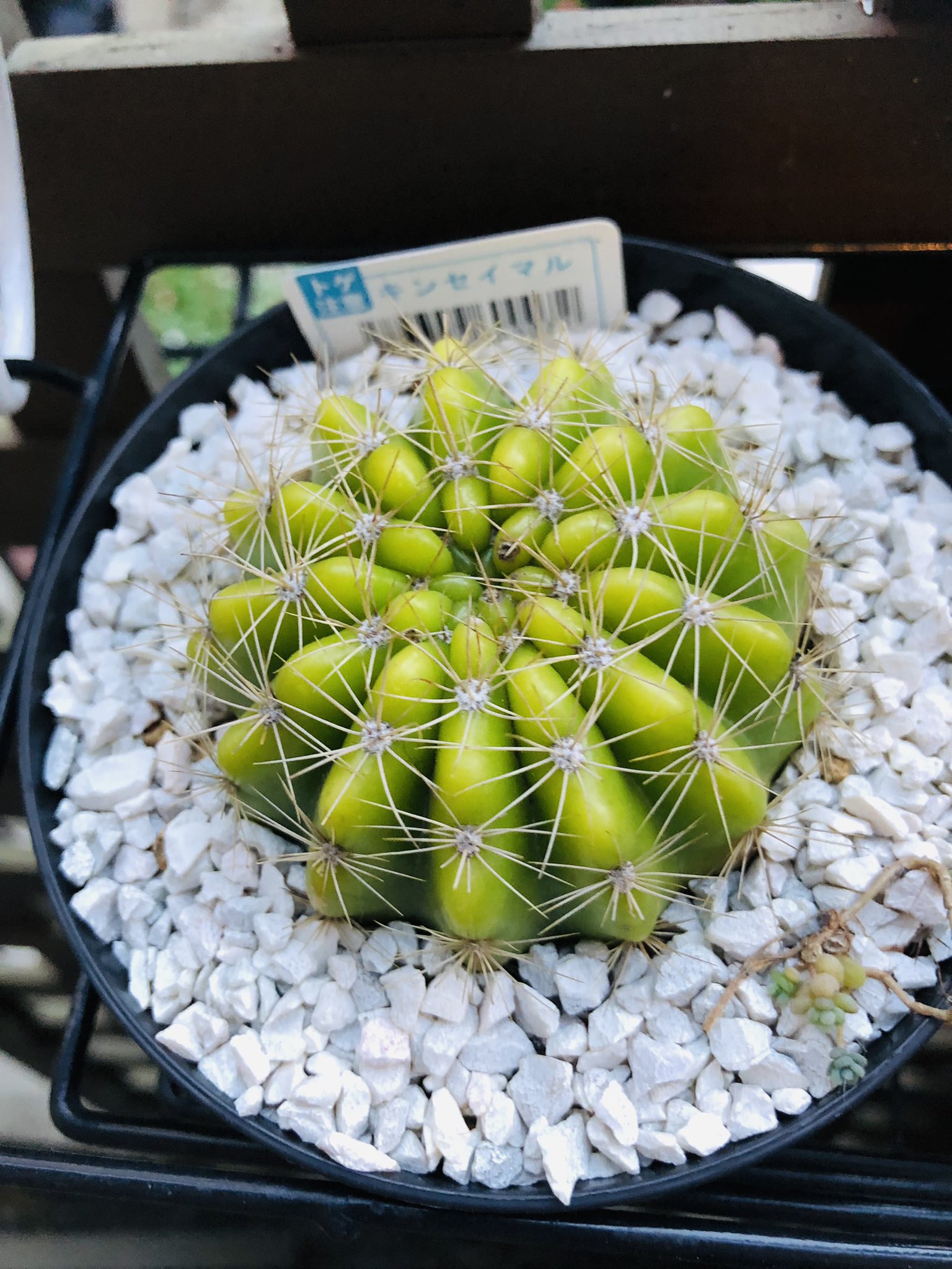 多肉屋アナベル 植え替えたサボテン元気そうでよかった サボテン 多肉植物 金盛丸 キンセイマル ダイソーサボテン T Co Gbbfxidjmh Twitter