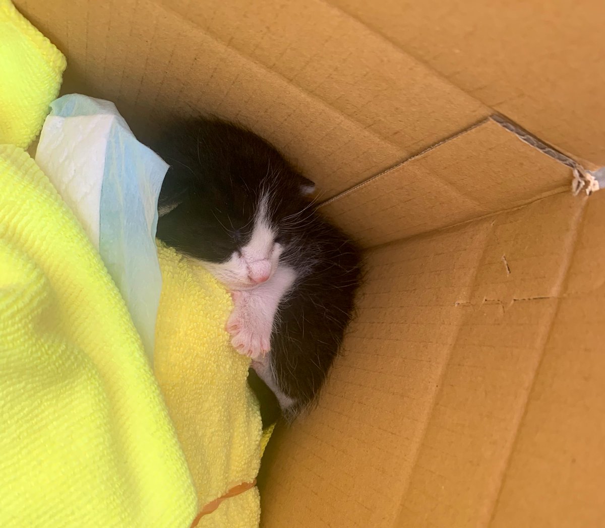 1nike2aby's tweet photo. 壁の中からミューミューと赤ちゃん猫の声が聞こえる→管理会社に連絡→管理会社の工事部のおじさんが壁を壊して赤ちゃん猫を救出→雨なのにお母さん猫も見当たらない😭→仕方なくミルクと哺乳瓶を買いに行く→動物病院連れて行く→ミルクっ子のお世話生活始まる→イマココ🐈 https://t.co/G55H2ZkkRv