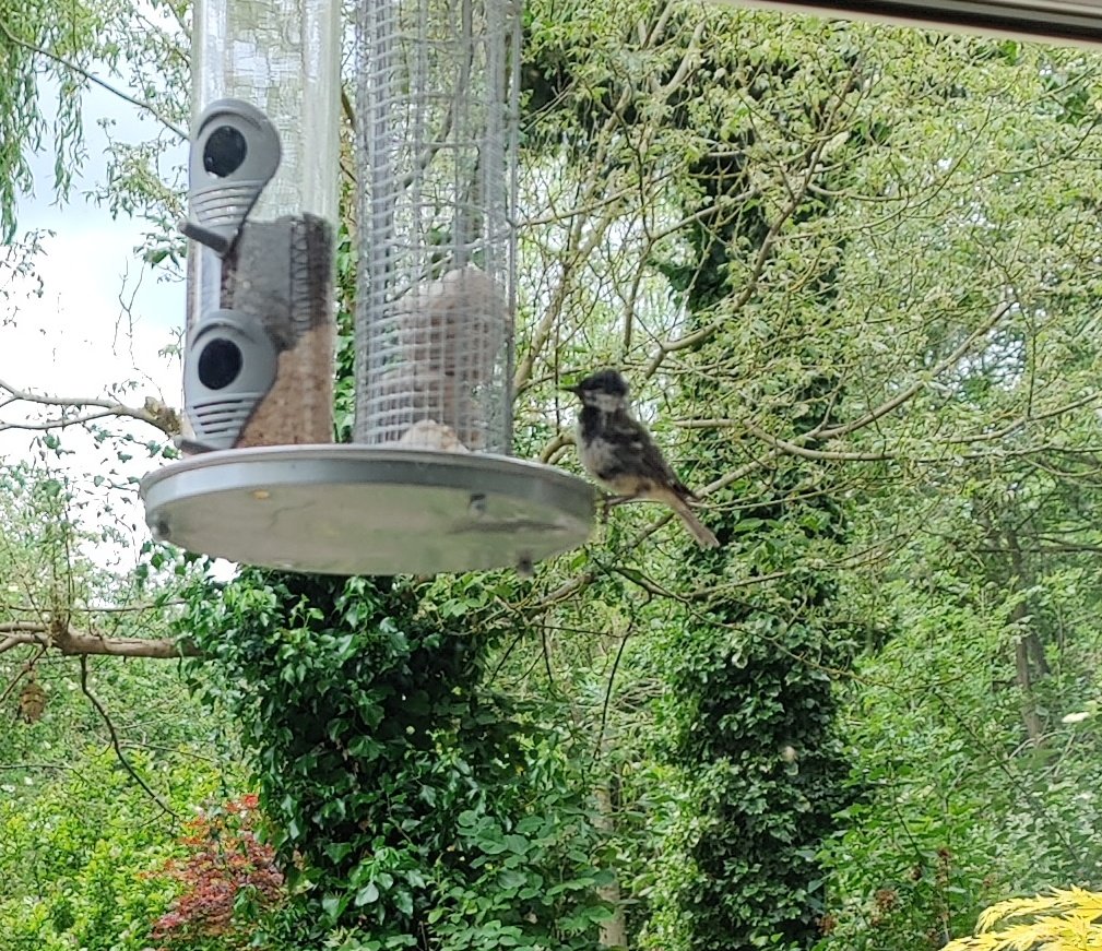 g2aham's tweet photo. Can anyone help identify this scruffy  little fella?  We have loads of young blue tits + great tits but he was just black and white @BTO_GBW https://t.co/jIopqNgH4C