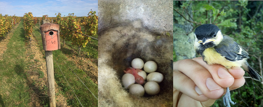 Youpi 🥳! 30 nichoirs occupés sur le #siteatelierBACCHUS ! Collecte de données en cours pour évaluer les effets des pratiques et du paysage sur la biologie des mésanges au vignoble... + d'infos par là ➡️ urlz.fr/iqlb Projet ANR Vitibird en partenariat avec @INEE_CNRS