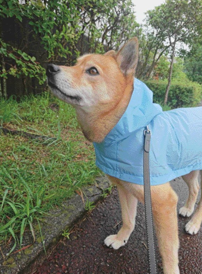 犬めくり22 好評発売中 犬めくり おかわり らい 22年06月16日掲載 レインコートを着込んで梅雨入りの準備万端なんだけど こういう時に限って雨が降らない 犬めくり22 Inumekuri 犬カレンダー 犬好きさんとつながりたい 犬のいる生活