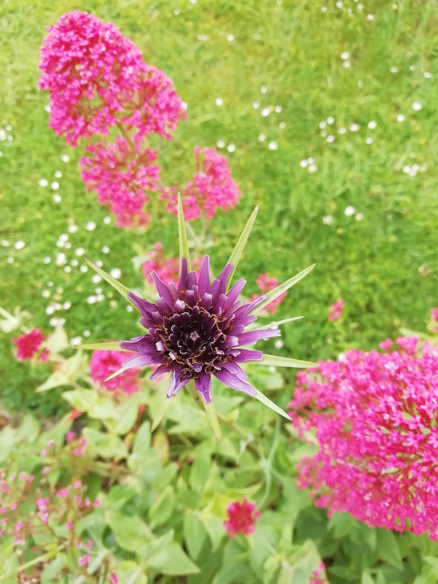 Lots of young in garden today Starlings, Blue Tit and House Sparrows have all fledged and this pritty flower which popped up from somewhere