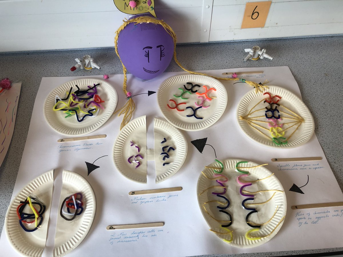 MissPenderBio's tweet photo. Some amazing steps of mitosis designs last week from 4F π€π»π§¬ #nat5bio #mitosis #biology https://t.co/jjDUiaklxw