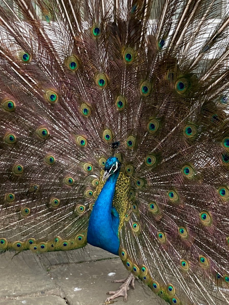 JerichoOrg's tweet photo. Last week our Equiano beneficiaries went on a trip to the @BhamBotanicalGd. Discovering new plants and finding ones from their home countries. 🌴🌺🌻 https://t.co/WZ0myXxDHG