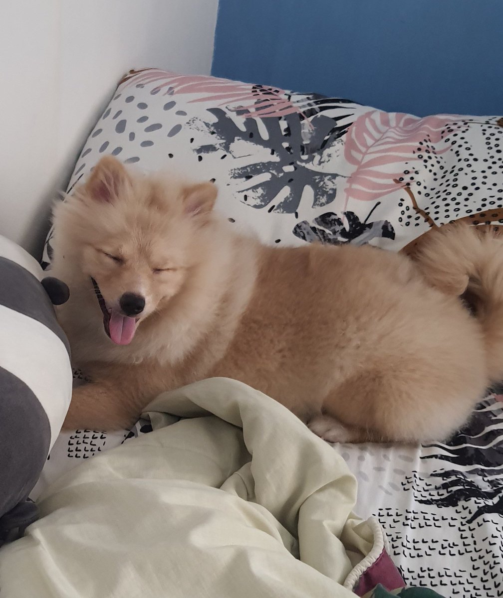 picklejpegs's tweet photo. Hi 🐶 https://t.co/65XnEq7RFq