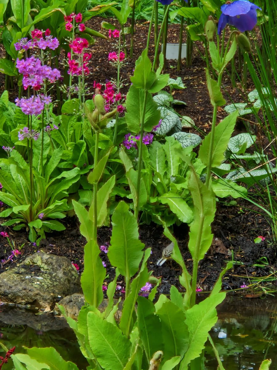 SHAPE Lancashire tweet media